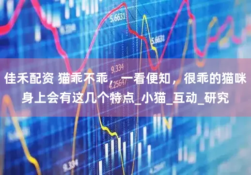 佳禾配资 猫乖不乖，一看便知，很乖的猫咪身上会有这几个特点_小猫_互动_研究