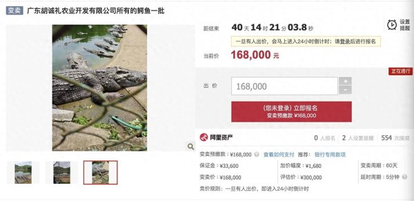 途乐证券 广东一公司2500斤活鳄鱼被拍卖，法院：竞买人需自行抓捕